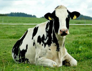 Охоту в корів визначають за ступенем розвитку фолікула